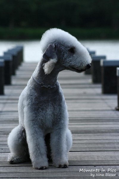 2010-06-14 Airis Blue Volshebny Svet (11).jpg